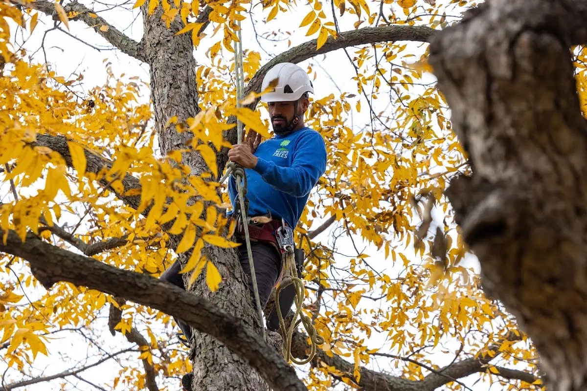Skilled Tree Pruning crew working in West Columbia